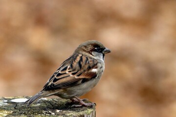 oiseau