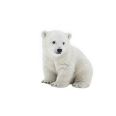 Obraz premium Adorable polar bear cub sitting attentively, a symbol of arctic wildlife and conservation efforts, perfect for nature documentaries and educational resources