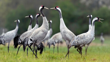 Obraz premium Common crane (Grus grus) in the wild. Early morning on swamp erens.