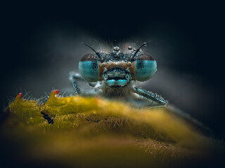 Damselfly, waking up in a morning dew