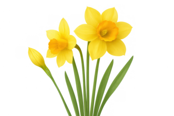Yellow daffodils with green stems and leaves, a spring flower arrangement blooming, transparent background