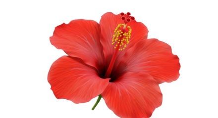 A striking close-up reveals a vibrant red hibiscus flower isolated against a simple background.