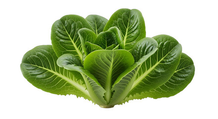 Obraz premium A vibrant head of fresh romaine lettuce stands out against a stark black backdrop, a healthy food
