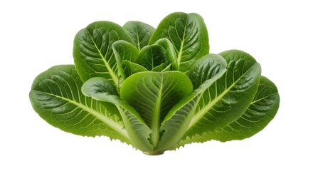 A vibrant head of fresh romaine lettuce stands out against a stark black backdrop, a healthy food