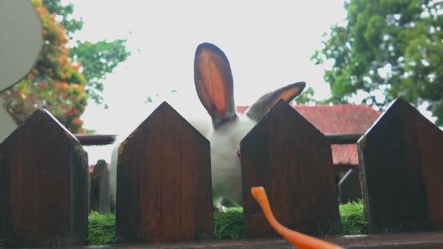 A visitor is giving a carrot to a California rabbit (Oryctolagus cuniculus) at the zoo.