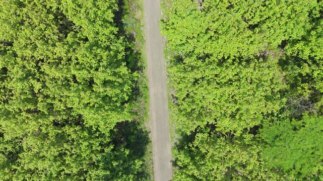 Drone footage presenting a striking contrast between a dense green Teak (Jati) forest plantation and brown tilled fields, divided by a road, offering compelling geometric views of the landscape.