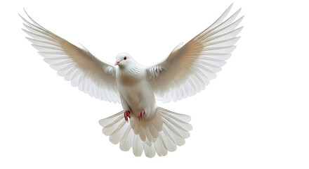 Obraz premium A white dove soars against a black backdrop, its wings outstretched in graceful, ethereal flight.