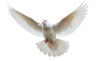 A white dove soars against a black backdrop, its wings outstretched in graceful, ethereal flight.