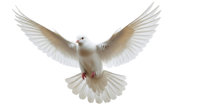 A white dove soars against a black backdrop, its wings outstretched in graceful, ethereal flight.