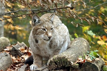 lynx