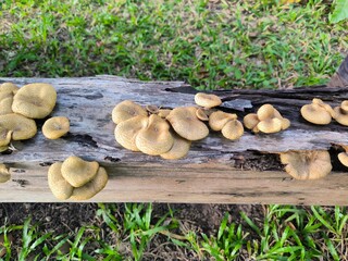 Mushrooms growing on old logs