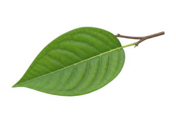 Detailed close up reveals the vibrant green color and distinct vein pattern of a single broad leaf attached to a small twig against a deep black background.