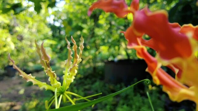 Exotic Gloriosa Superba Flame Lily flower blooming in green tropical garden nature