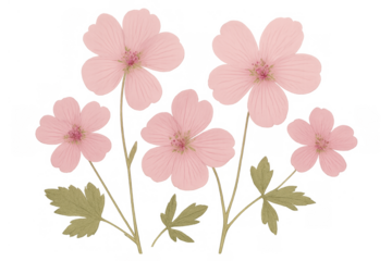 Pink watercolor geranium flowers botanical illustration, elegant delicate blooming floral design with transparent background