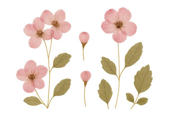 Watercolor pink flowers and buds with green leaves on transparent background, delicate botanical illustration set