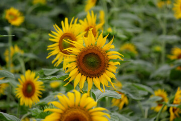 Bright Close-Up Sunflower Bloom in Full Detail