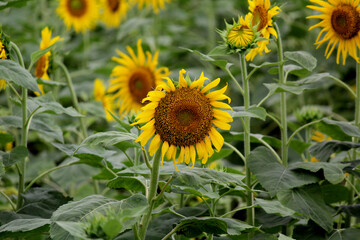 Vibrant Sunflower Field in Full Bloom – Nature Landscape Photography