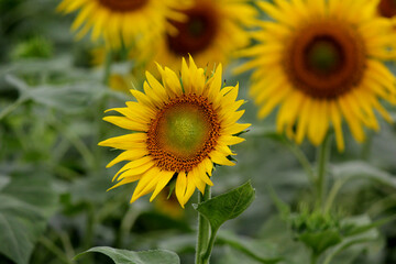Bright Close-Up Sunflower Bloom in Full Detail