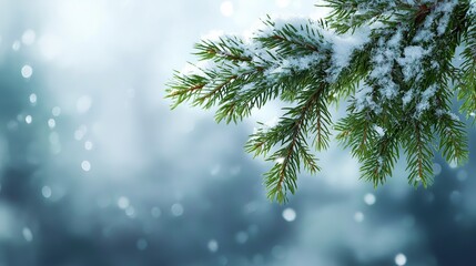 Snow-covered pine branches against a blurred wintery background.