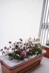 Potted Flowers Covered with First Snow in Early Winter