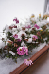Potted Flowers Covered with First Snow in Early Winter