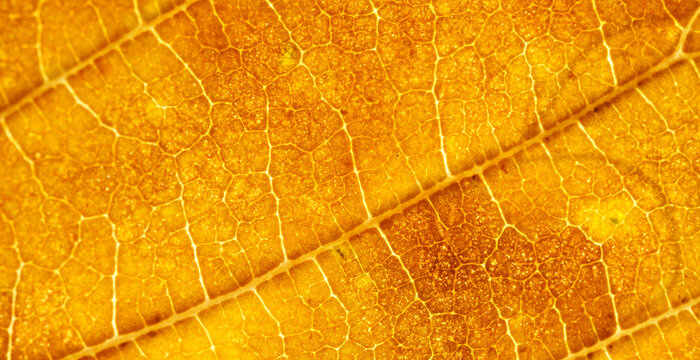 Macro of Backlit Golden Leaf with Detailed Vein Patterns