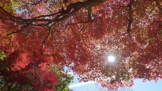 太陽が射し込む山の紅葉
