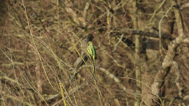 Ring-necked parakeet on a thin branch in the sunshine, green parakeet surrounded by brown thin leafless branches, ring-necked parakeet in the sunshine, Psittacula krameri