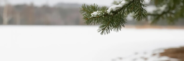 Snow-Covered Pine Branch Close-Up, Bokeh — Minimal Winter Christmas Banner with Copy Space (Panoramic)