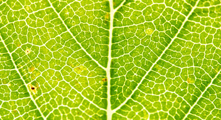 Bright Green Backlit Leaf Vein Macro Texture