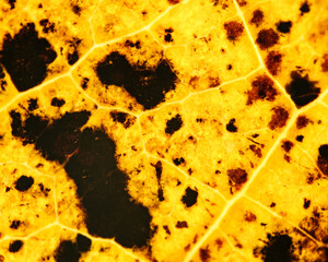 Spotted Golden Backlit Leaf Decay Macro Texture