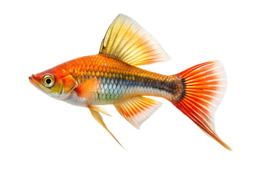 Vibrant orange and yellow fin tropical fish swimming gracefully isolated on transparent background