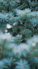 Blue Spruce Needles Macro &mdash; Teal Fir Branch, Christmas Background