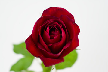 Close-up of a Red Rose