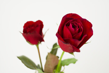 Two Red Roses on White Background