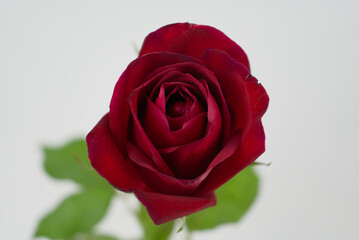 Close-up of a Red Rose