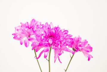 Three Pink Chrysanthemums on White