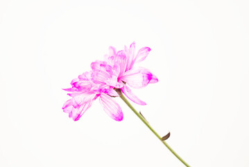 Pink Chrysanthemum on White