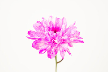 Pink Chrysanthemum on White Background