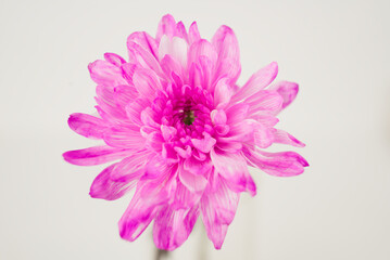 Close-up of a Pink Chrysanthemum Flower