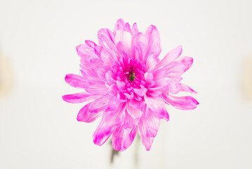 Pink Chrysanthemum Flower on White Background