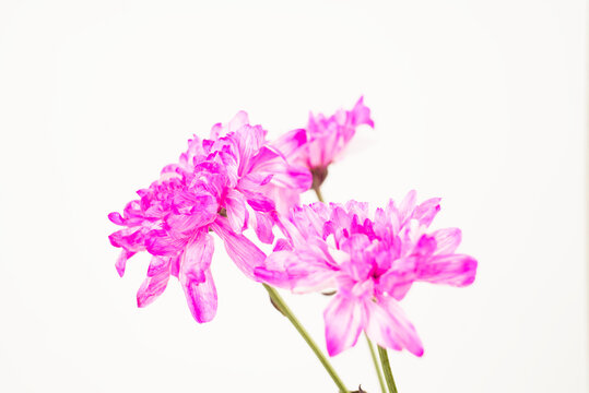 Pink Chrysanthemums on White - Powered by Adobe