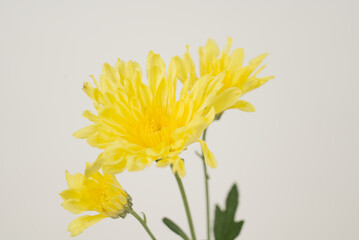 Yellow Chrysanthemum Flowers