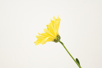 Yellow Daisy on White Background