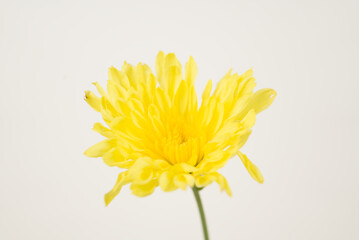 Yellow Chrysanthemum on White Background