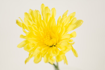 Bright Yellow Chrysanthemum on White