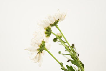 White Chrysanthemums on White Background