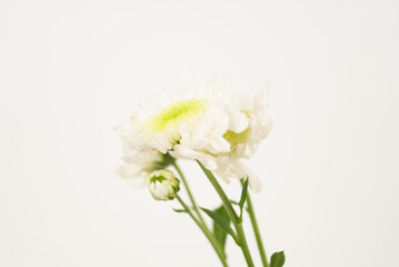 White Chrysanthemum on White Background