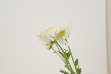 White Chrysanthemums on White Background