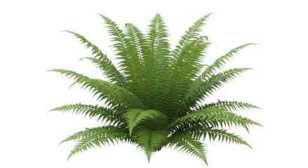 Lush green fern with delicate leaves, perfect for adding a touch of nature to any design project or creative endeavor